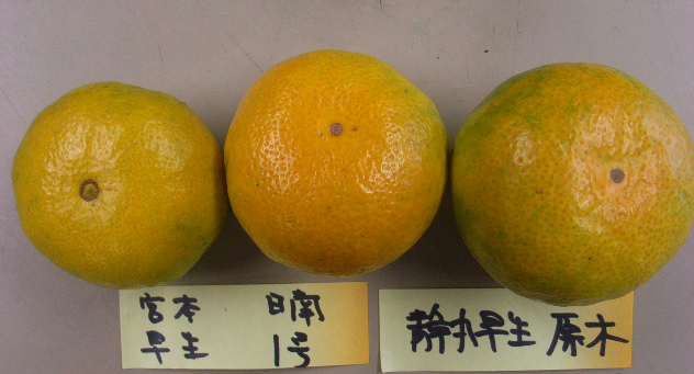 果实 (MAFF, Japan)