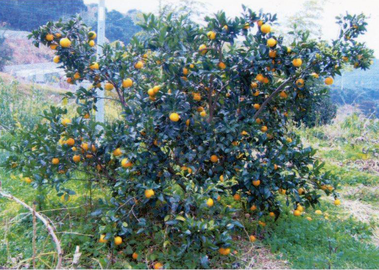 树体 (MAFF, Japan)