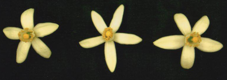 果实 (MAFF, Japan)