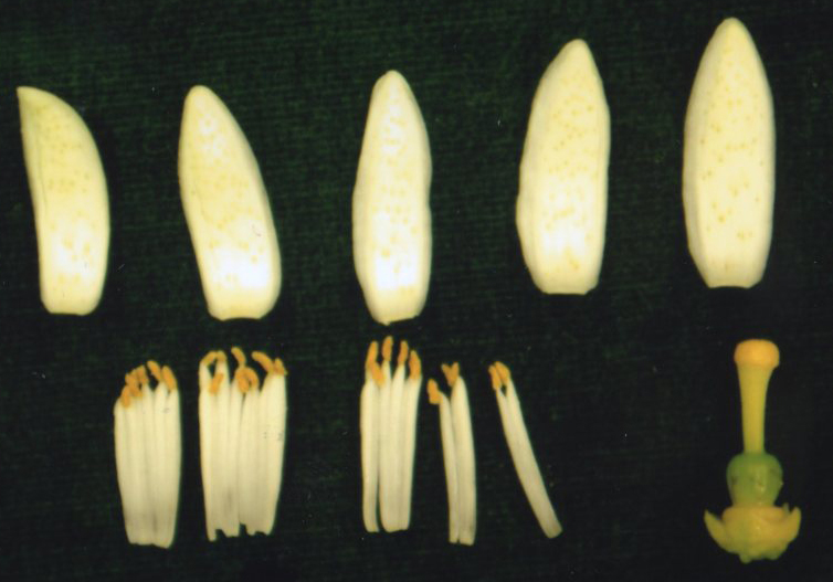 果实 (MAFF, Japan)