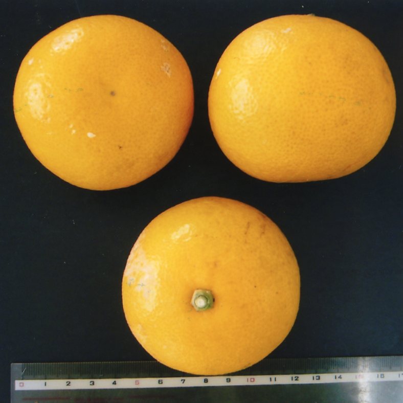 果实 (MAFF, Japan)