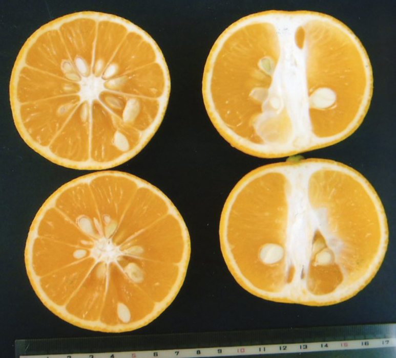 果实 (MAFF, Japan)