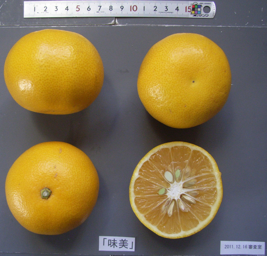 树体 (MAFF, Japan)