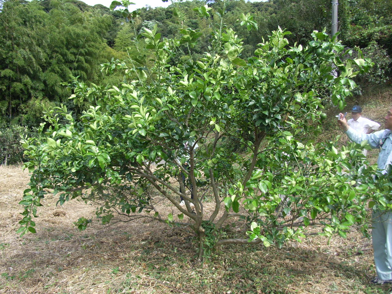 果实 (MAFF, Japan)