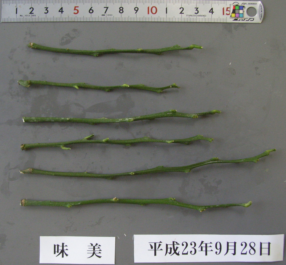 果实 (MAFF, Japan)