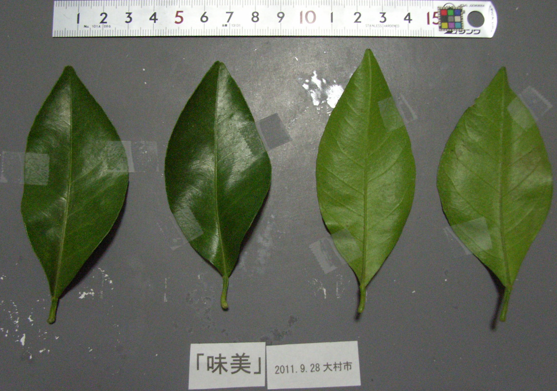 果实 (MAFF, Japan)