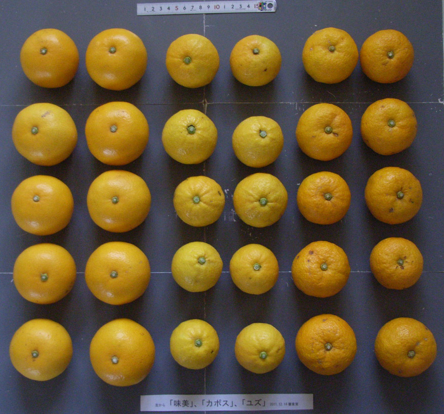 果实 (MAFF, Japan)