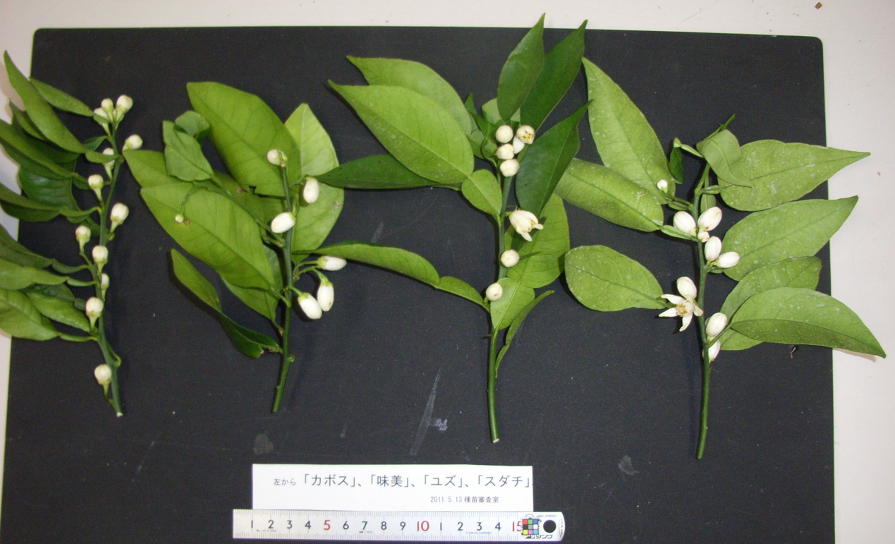 果实 (MAFF, Japan)