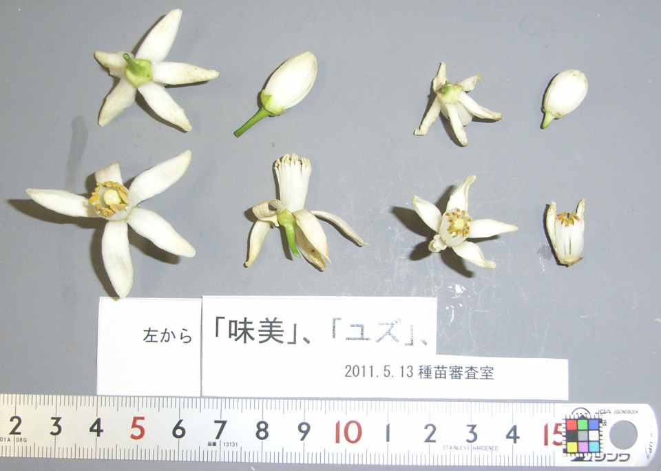 树体 (MAFF, Japan)