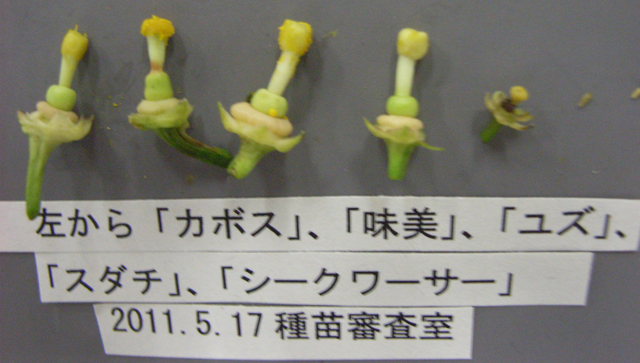 果实 (MAFF, Japan)