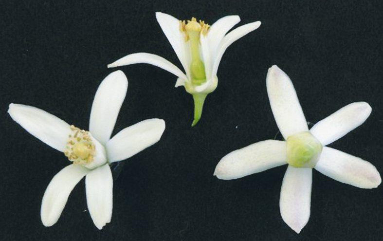 果实 (MAFF, Japan)