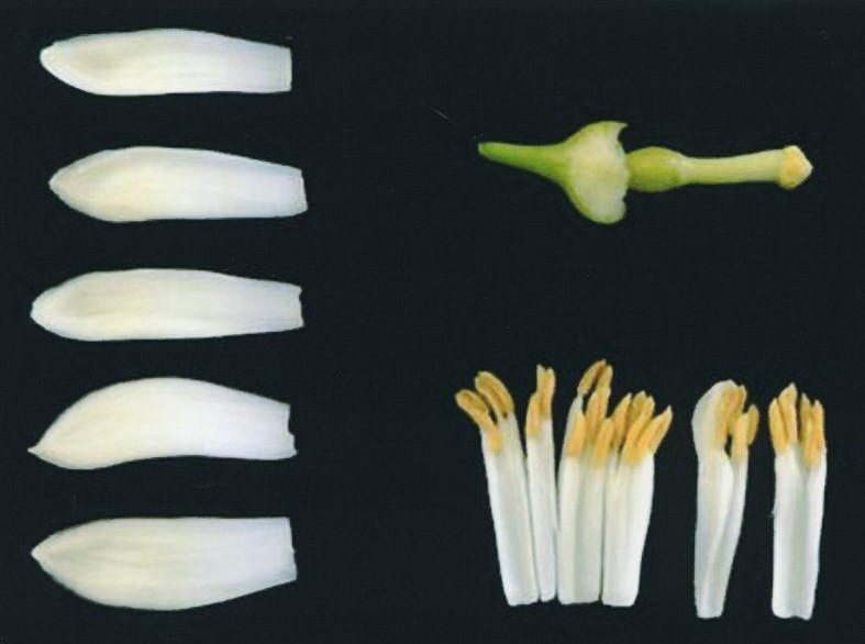 果实 (MAFF, Japan)