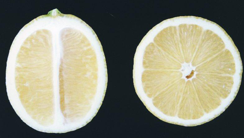 果实 (MAFF, Japan)