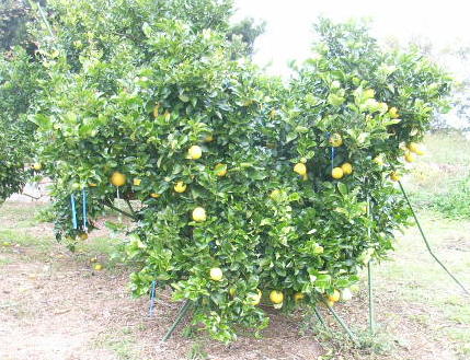 树体 (MAFF, Japan)