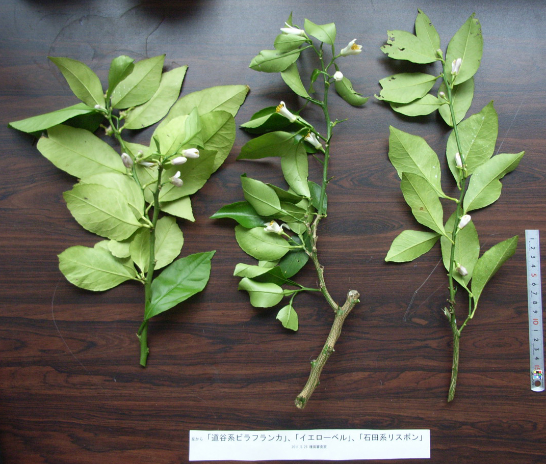 果实 (MAFF, Japan)