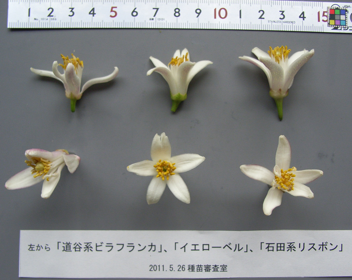 果实 (MAFF, Japan)