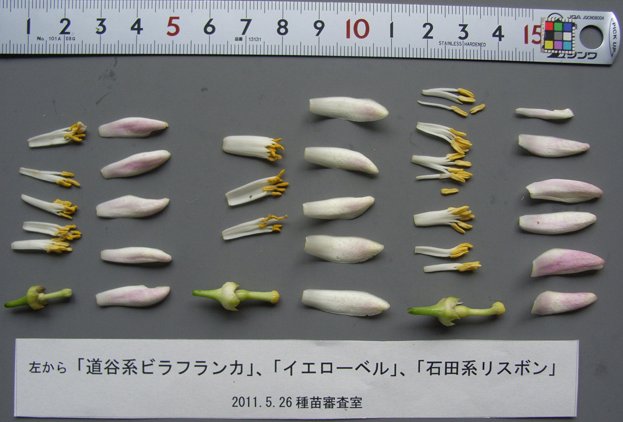 果实 (MAFF, Japan)