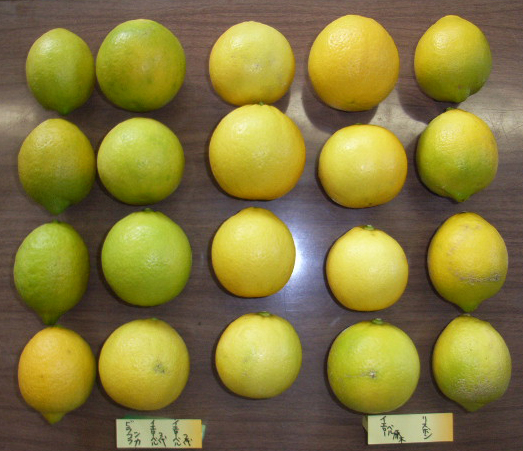 果实 (MAFF, Japan)