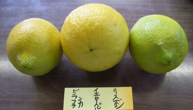 果实 (MAFF, Japan)