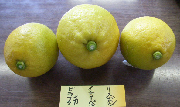 果实 (MAFF, Japan)