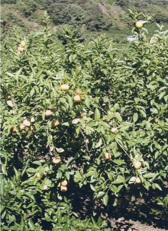 树体 (MAFF, Japan)