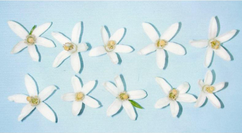 果实 (MAFF, Japan)