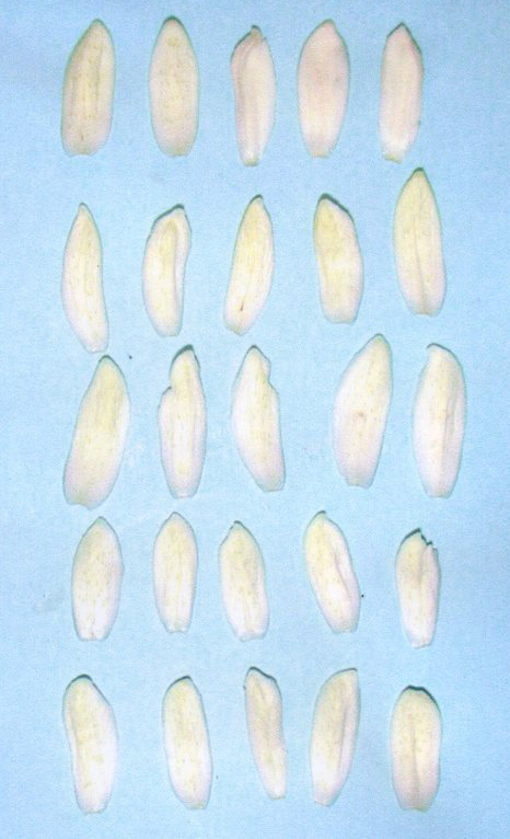 果实 (MAFF, Japan)