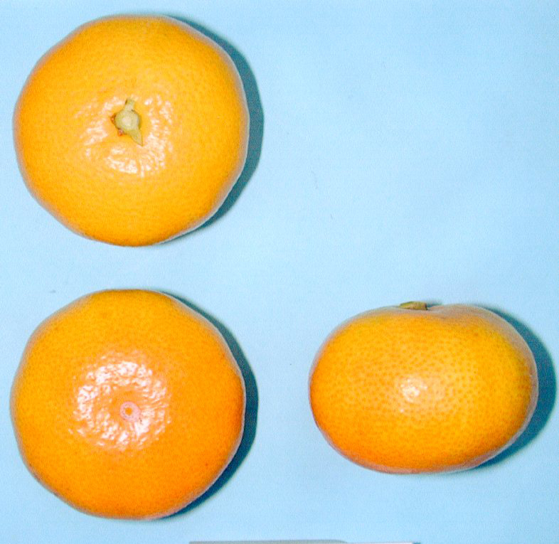 果实 (MAFF, Japan)