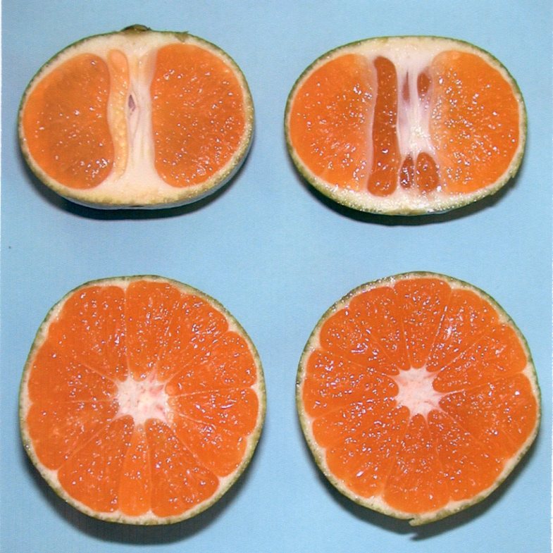 果实 (MAFF, Japan)