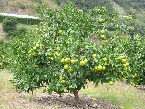 树体 (MAFF, Japan)