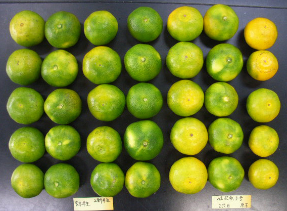 果实 (MAFF, Japan)