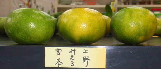 果实 (MAFF, Japan)