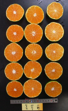 果实 (MAFF, Japan)