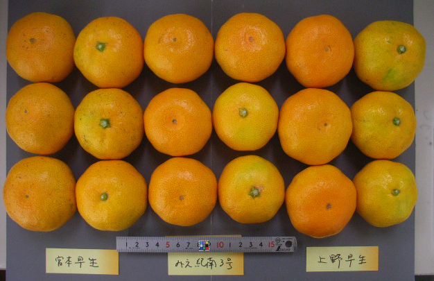 果实 (MAFF, Japan)