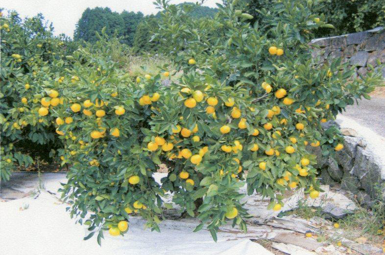 树体 (MAFF, Japan)