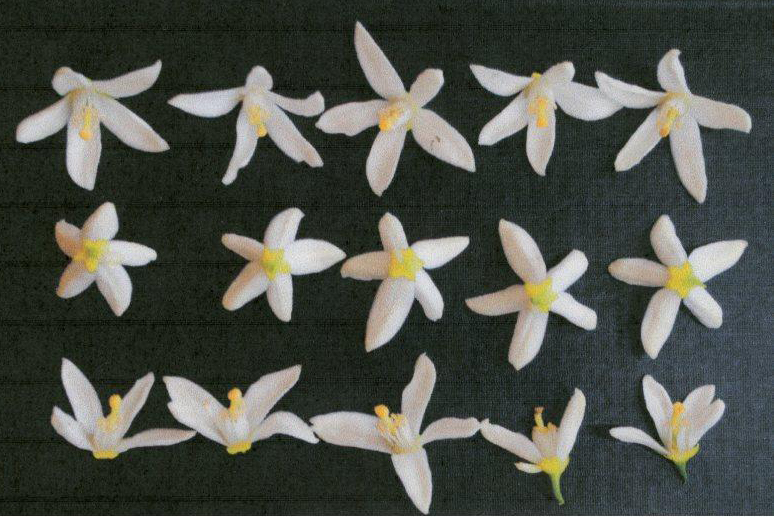 果实 (MAFF, Japan)