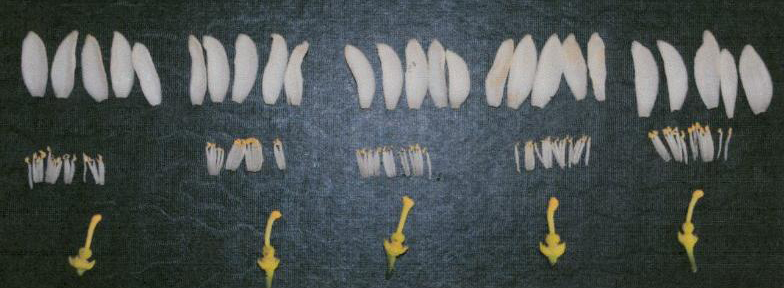 果实 (MAFF, Japan)