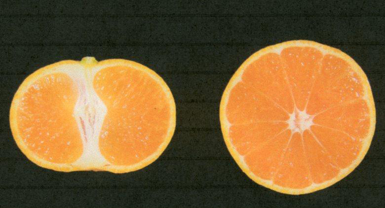 果实 (MAFF, Japan)