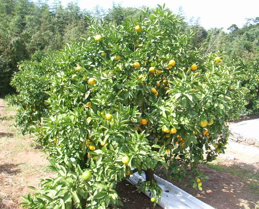 树体 (MAFF, Japan)