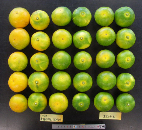 果实 (MAFF, Japan)