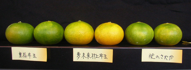 果实 (MAFF, Japan)