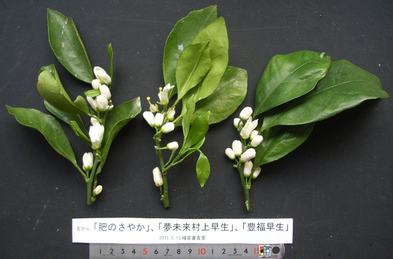 果实 (MAFF, Japan)