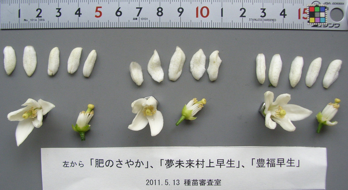 果实 (MAFF, Japan)