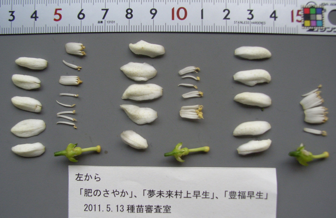 果实 (MAFF, Japan)