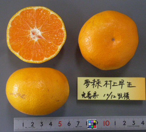 果实 (MAFF, Japan)