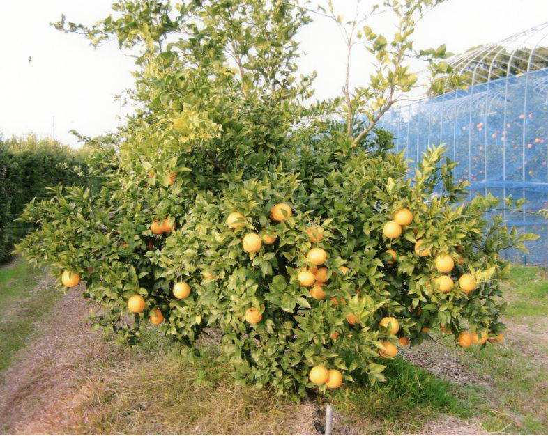 树体 (MAFF, Japan)