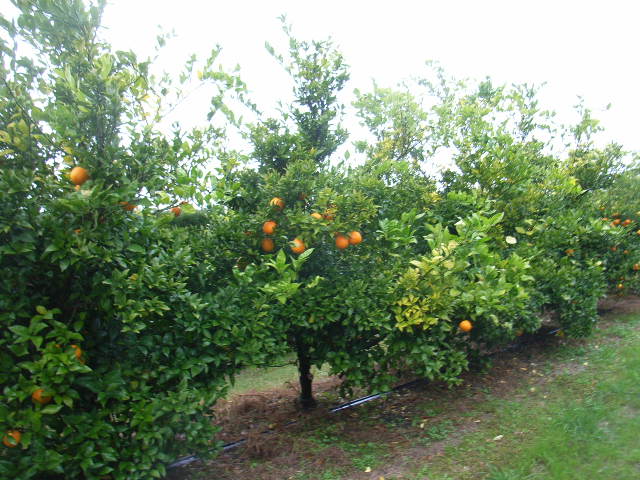 树体 (MAFF, Japan)