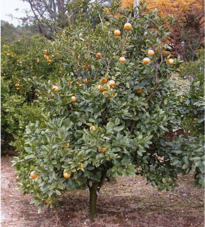 树体 (MAFF, Japan)