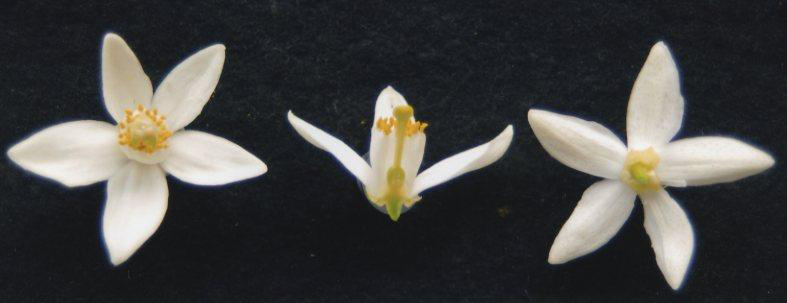 果实 (MAFF, Japan)