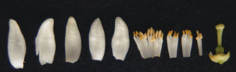 果实 (MAFF, Japan)